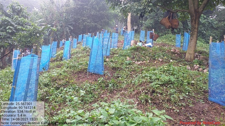D:\Ajita 2021 PROJECT\Rongramgre\dorengrre plantation.jpeg